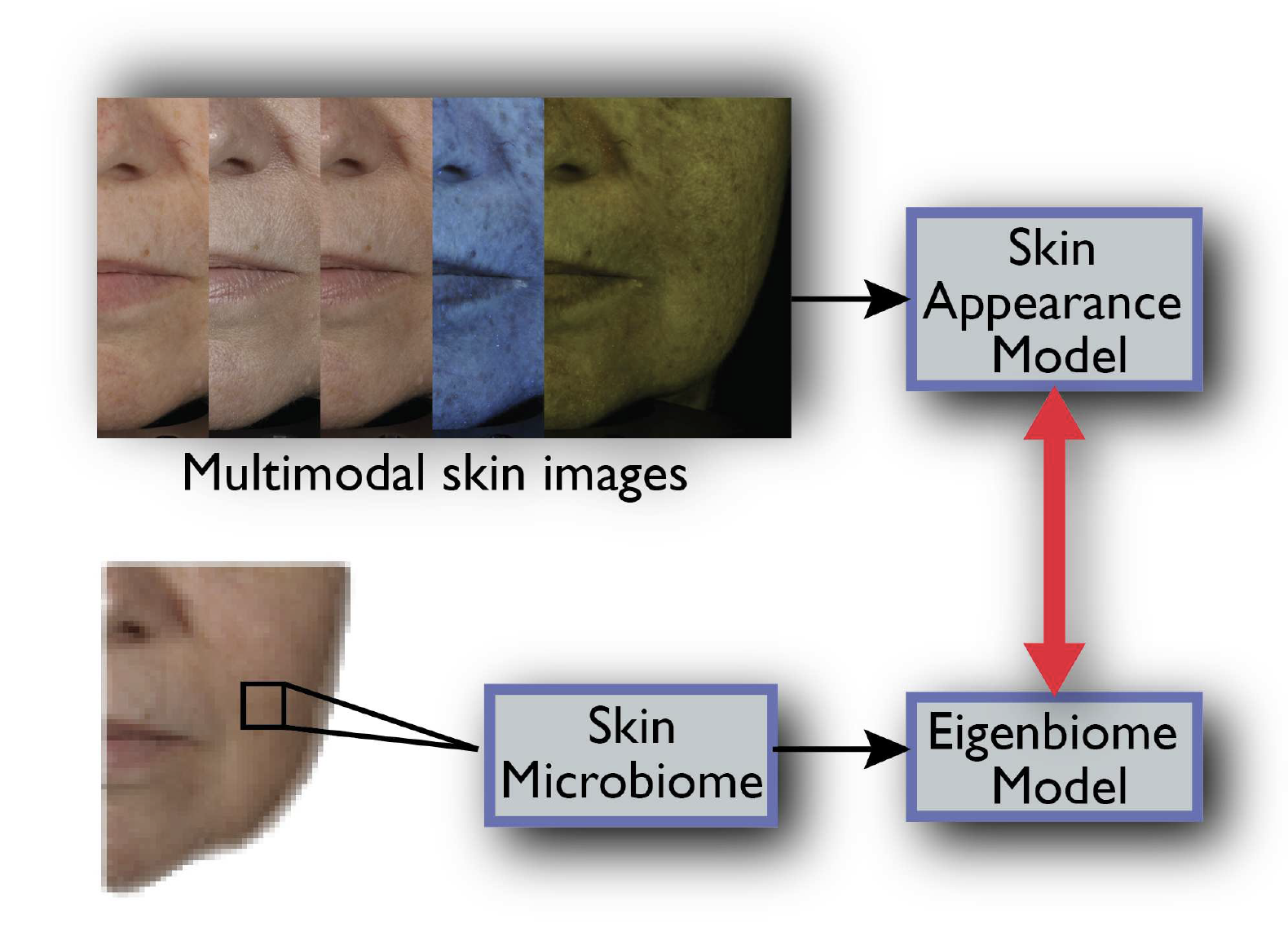 Eigenbiome Model overview